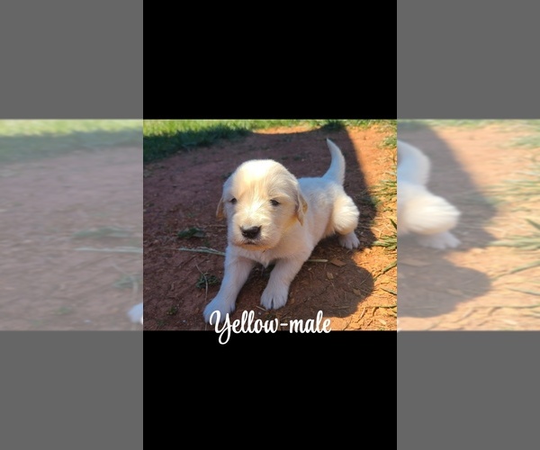 Medium Photo #2 Golden Retriever Puppy For Sale in TAYLORSVILLE, NC, USA