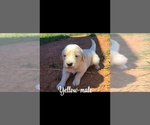 Small #1 Golden Retriever