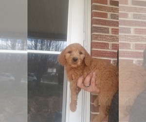 Goldendoodle Puppy for sale in SPENCER, TN, USA