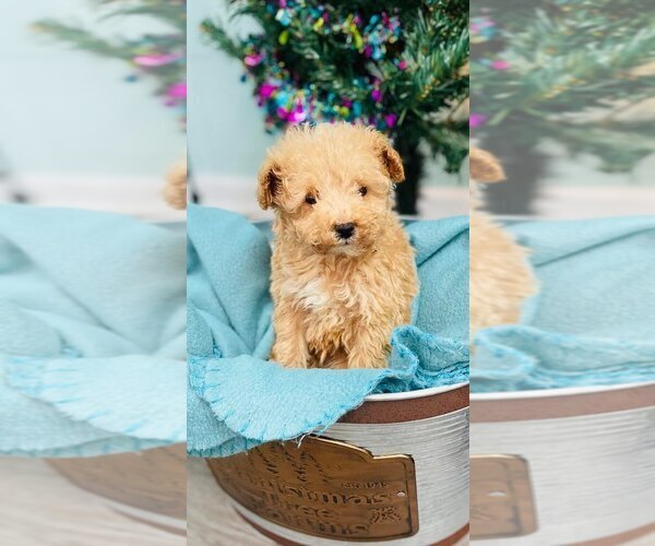 Medium Photo #1 Poodle (Toy) Puppy For Sale in CINCINNATI, OH, USA