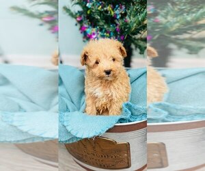 Poodle (Toy) Puppy for sale in CINCINNATI, OH, USA