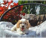 Puppy Will Cavapoo