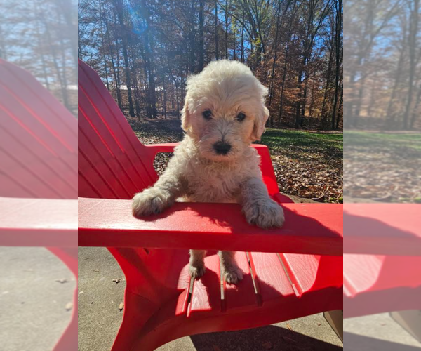 Medium Photo #10 Goldendoodle Puppy For Sale in ATHENS, TN, USA
