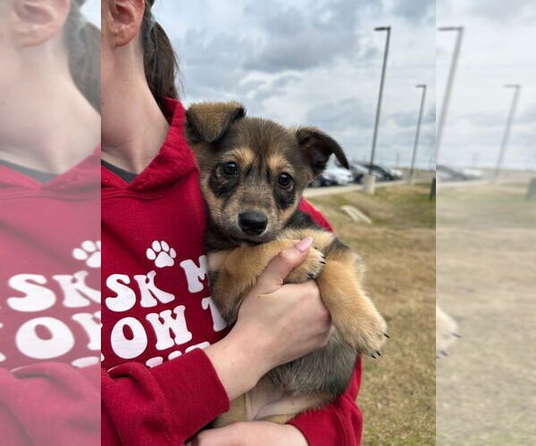 Medium Photo #1 Scottish Collisky Puppy For Sale in Evansville, IN, USA