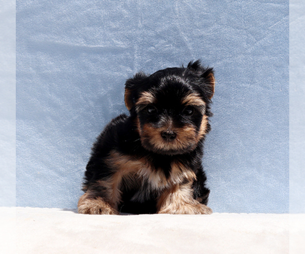 Medium Photo #2 Yorkshire Terrier Puppy For Sale in LOS ANGELES, CA, USA