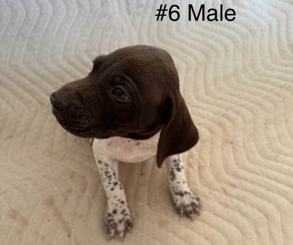 Medium Photo #1 German Shorthaired Pointer Puppy For Sale in BLACK RIVER FALLS, WI, USA