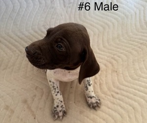 Medium German Shorthaired Pointer