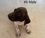 Puppy Puppy 6 German Shorthaired Pointer