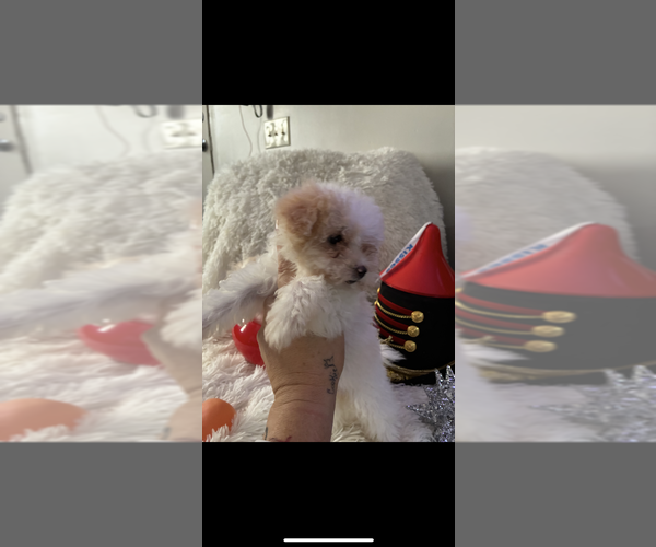 Medium Photo #5 Maltese-Poodle (Toy) Mix Puppy For Sale in AUGUSTA, GA, USA