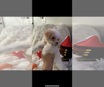 Small #4 Maltese-Poodle (Toy) Mix