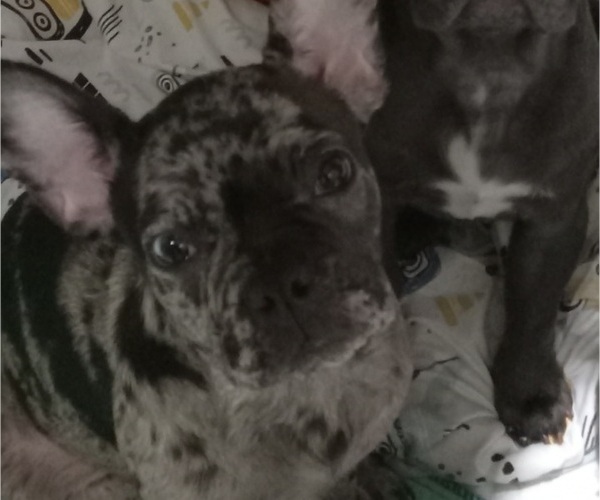Medium Photo #1 French Bulldog Puppy For Sale in CHICAGO, IL, USA