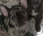 Image preview for Ad Listing. Nickname: Cookie