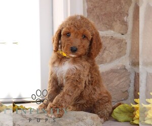 Goldendoodle Puppy for sale in GORDONVILLE, PA, USA