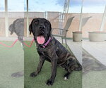 Rain - I was adopted! - Female Mutt Dog for Adoption - Small photo