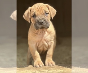 Cane Corso Puppy for sale in JARRETTSVILLE, MD, USA