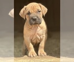 Small Cane Corso