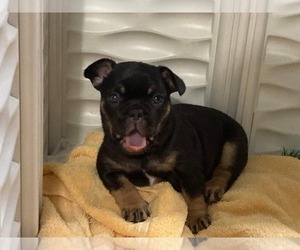 French Bulldog Puppy for sale in SEBRING, FL, USA