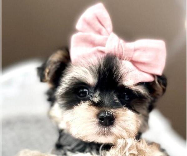 Medium Photo #20 Maltese Puppy For Sale in MIAMI BEACH, FL, USA