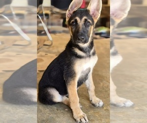 German Shepherd Dog Puppy for sale in MORROW, GA, USA