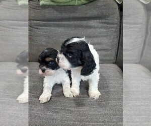 Cocker Spaniel Puppy for sale in INDIANAPOLIS, IN, USA