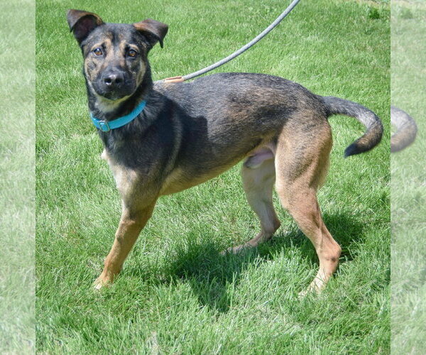 Medium Photo #4 German Shepherd Dog-Unknown Mix Puppy For Sale in Huntley, IL, USA