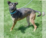 Small #3 German Shepherd Dog Mix