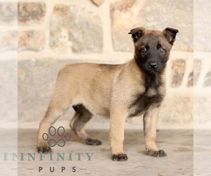 Belgian Malinois Puppy for sale in NEW HOLLAND, PA, USA