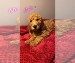 Small Photo #15 Goldendoodle Puppy For Sale in NORTH VERNON, IN, USA