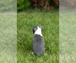 Small #5 Boston Terrier