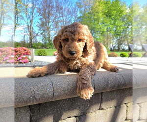 Goldendoodle Puppy for sale in FRANKLIN, IN, USA