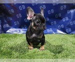 Small Photo #3 French Bulldog Puppy For Sale in DUNCANVILLE, TX, USA