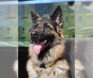Father of the German Shepherd Dog puppies born on 12/14/2024