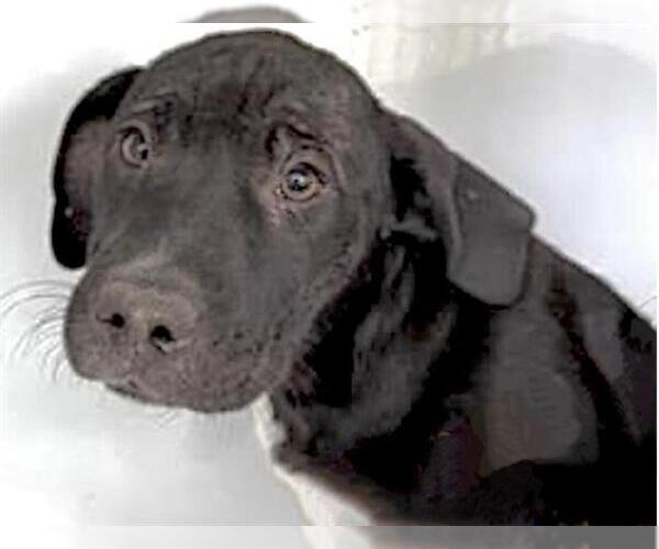 Medium Photo #2 Labrador Retriever Puppy For Sale in Houston, TX, USA