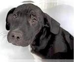 Small #1 Labrador Retriever