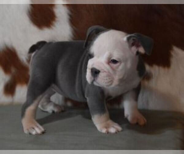 Medium Photo #6 English Bulldog Puppy For Sale in MARSHFIELD, MO, USA