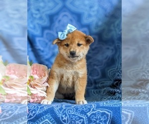 Shiba Inu Puppy for sale in OXFORD, PA, USA
