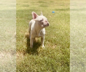 French Bulldog Puppy for sale in SOUTHAVEN, MS, USA