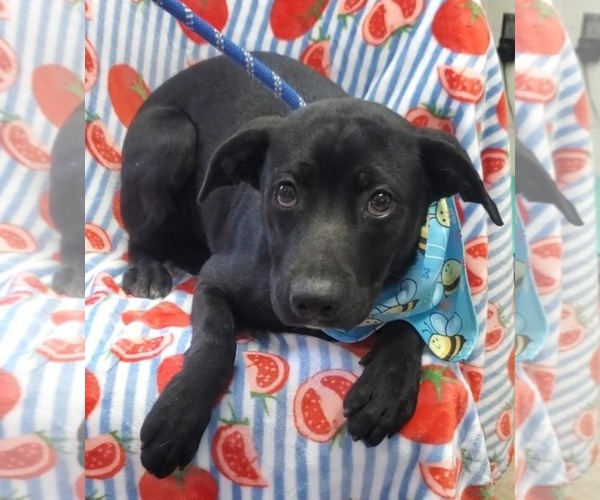 Medium Photo #1 Labrador Retriever-Unknown Mix Puppy For Sale in Tampa, FL, USA