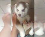 Small Photo #6 Siberian Husky Puppy For Sale in NEOSHO, MO, USA