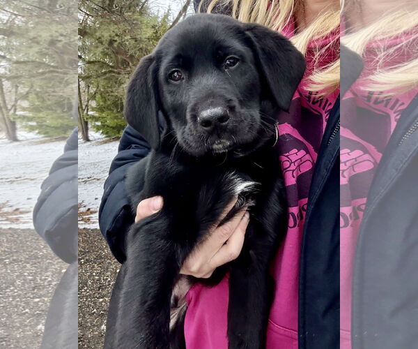 Medium Photo #2 Labradoodle Puppy For Sale in Clarkston, MI, USA