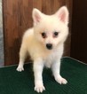 Small Photo #4 Japanese Spitz Puppy For Sale in HOLLYWOOD, CA, USA