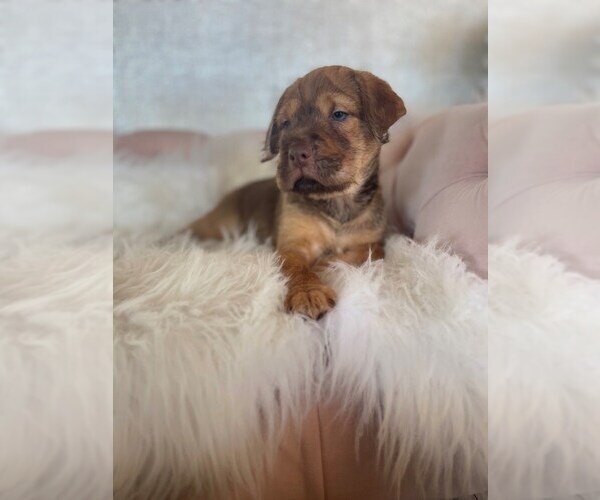 Medium Photo #4 Cocker-Pei Puppy For Sale in STUART, FL, USA