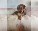 Small #3 Cocker-Pei