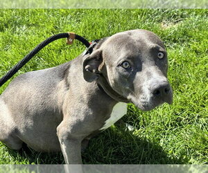 Mutt Dogs for adoption in Pueblo, CO, USA