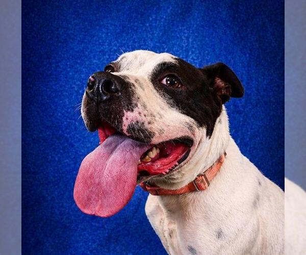 Medium Photo #2 Staffordshire Bull Terrier-Unknown Mix Puppy For Sale in Pearland, TX, USA