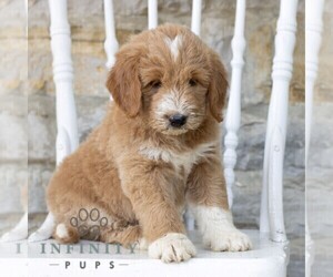 Goldendoodle Puppy for sale in KUTZTOWN, PA, USA