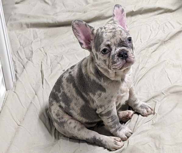 Medium Photo #3 French Bulldog Puppy For Sale in HELENA, MT, USA