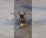 Small #3 Frenchie Pug
