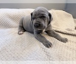 Small Photo #5 Great Dane Puppy For Sale in OLATHE, CO, USA
