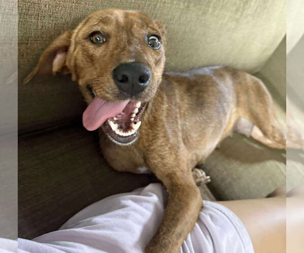Medium Photo #2 Plott Hound-Unknown Mix Puppy For Sale in GILBERTS, IL, USA